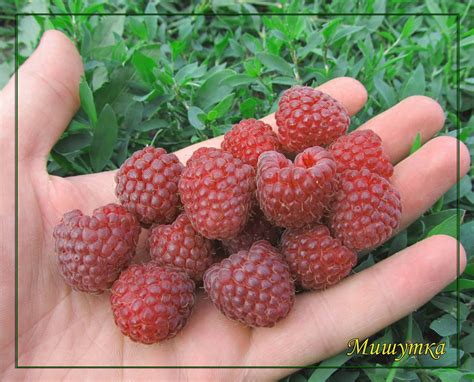 Малина Мишутка – купить за 250 ₽ | Интернет-магазин многолетних растений