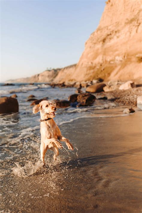 Dog-Friendly Beaches in San Diego | Paws Into Grace