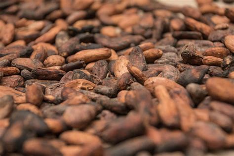 Rainforest Chocolate Tour Arenal Volcano Costa Rica