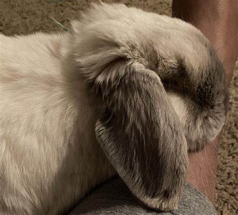 ways to rabbit not moving naturally 12