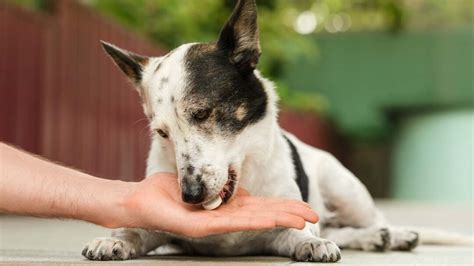 10 Essential Tips To Keep Your Aging Pooch Thriving