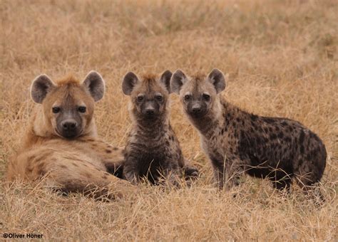 Hyena science: Why some hyenas may are more helpful and kind than