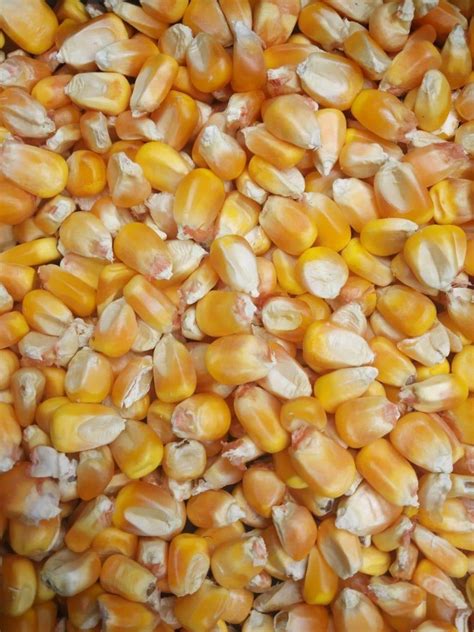 Опис: Бели кукуруз (бели кукуруз без ГМО) и