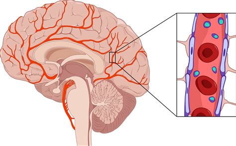 blood brain barrier cordance medical
