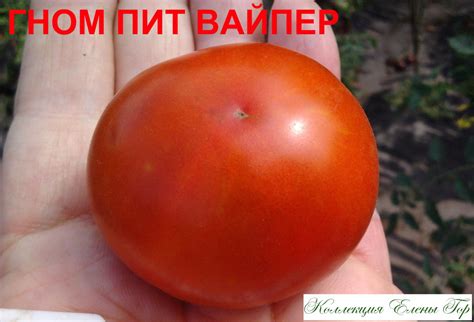 Томат Пит Випер: описание сорта, ОТЗЫВЫ, фото | tomatland.ru