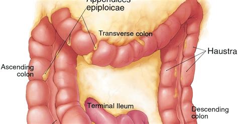OSTOMY CARE : ostomy