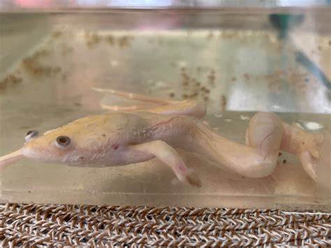 best frog sick indoors 7