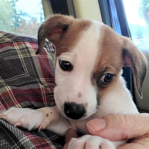 Dog for Adoption - Kenji a small Jack Russell puppy, a Jack Russell