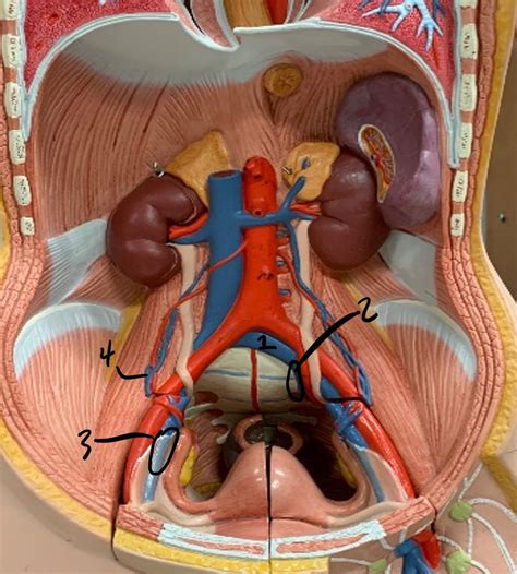 Practical 2: Abdominal Veins Diagram | Quizlet