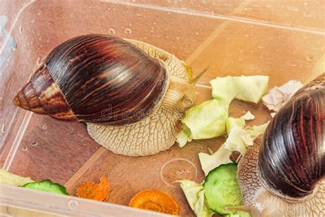 O Que Os Caracóis Comem - Os Caracóis Gigantes Do Fulica De Achatina Do Africano Comem O Pepino E ...