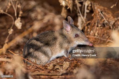 eastern barred bandicoot stock  high res pictures  images