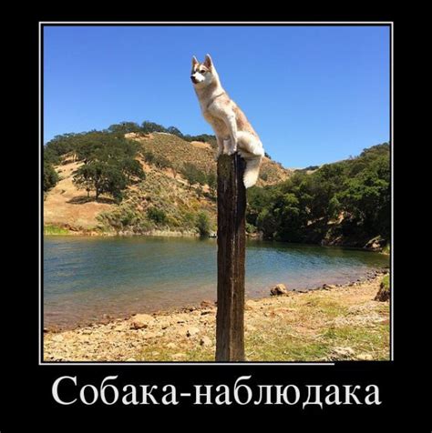 Демотиваторы-69