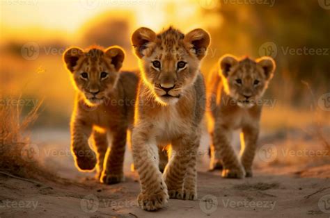 Lion cubs in the African savannah during the golden hour of the day. AI ...