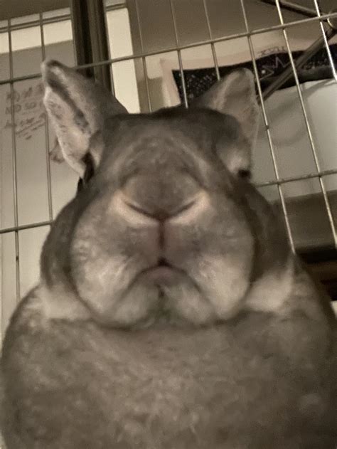 Poor Porridge hurt his left eye during the night… He’s being medicated