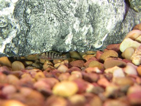 African Cichlid Breeding | 3reef Aquarium Forums
