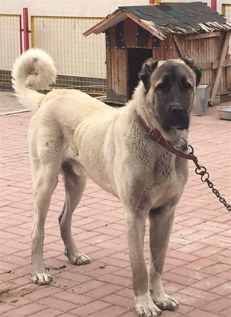 Kangal dog anatolian shepherd huge dogs belgian malinois puppies rare ...