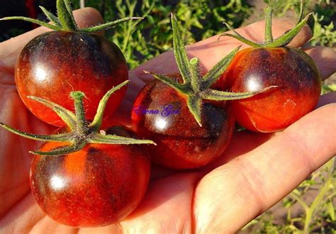 Томат Голубая крошка: описание сорта, отзывы, фото | tomatland.ru