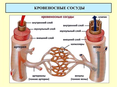 Сердечно-сосудистая система - презентация онлайн