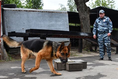 Соревнования сотрудников Центра кинологической службы управления на ...