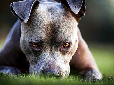 World S Most Aggressive Dog Breeds In The World - Infoupdate.org