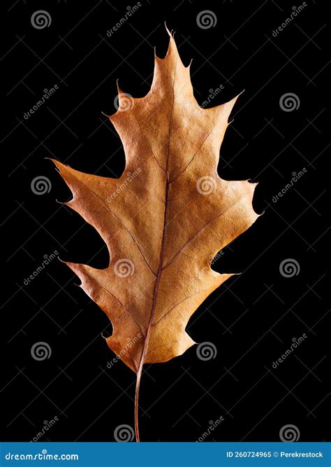 Fallen and Dried Oak Tree Leaf Isolated on Black Stock Image - Image of