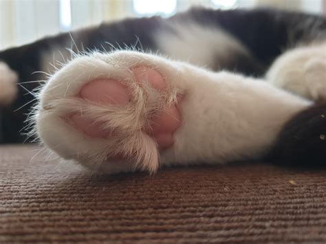 Sleepy cat toe beans : toebeans