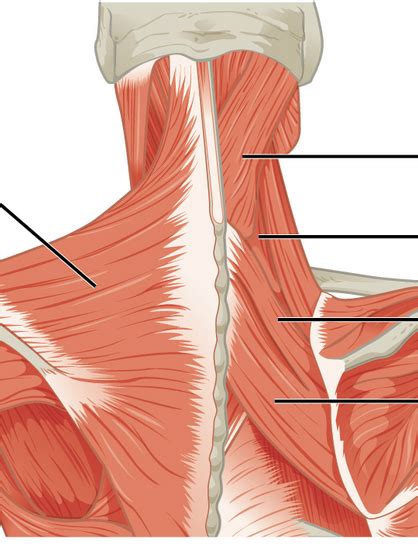 diagram  muscles   neck