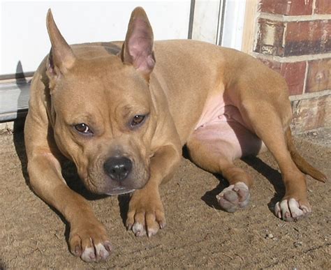 Pitbull Mixed With French Bulldog