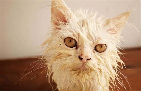 Download A White Cat With Wet Hair | Wallpapers.com
