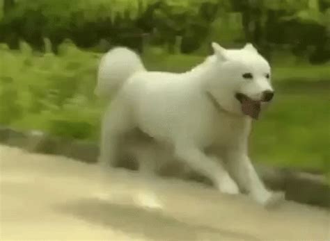 running dog gifs tenor