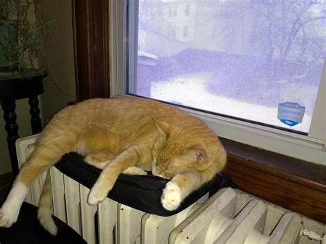 Fall River cat caught in Blizzard : r/massachusetts