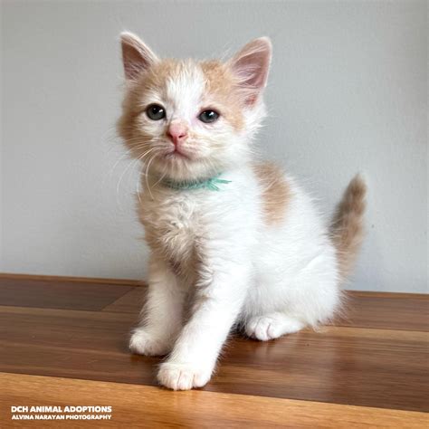 bunnings blacktown opening hours are changing for the season 4