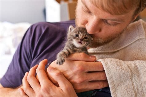 how to become a foster home for cats