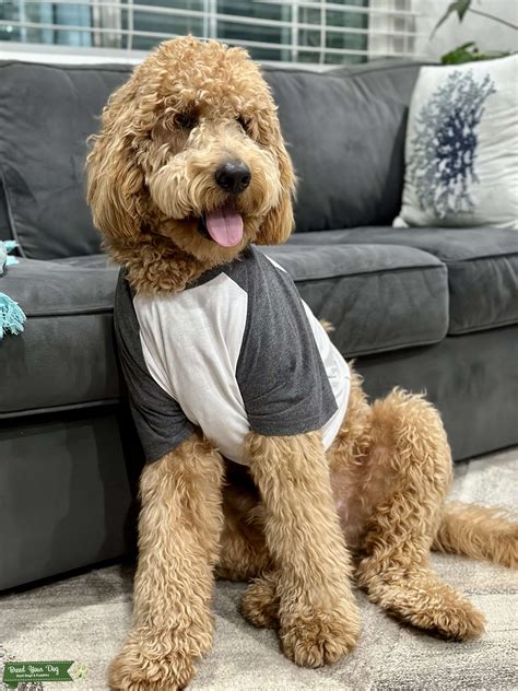 Medium F1B Goldendoodle - - Stud Dog in South Bay, the United States | Breed Your Dog