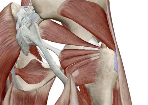 deep external rotators of the hip Diagram | Quizlet