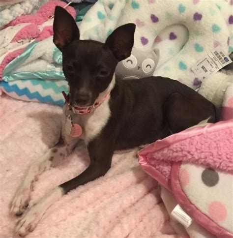 Adopt TIPPER on Petfinder | Pet transport, Miniature pinscher dog, New ...