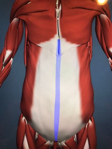 Abdominal muscles Flashcards | Quizlet