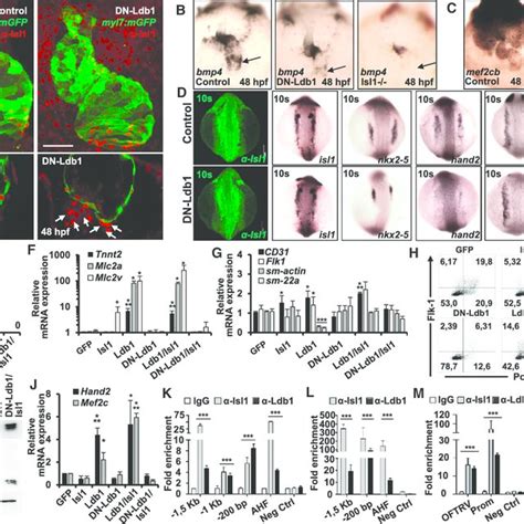 The Dimerization Domain of Ldb1 Is Required for Cardiomyocyte ... 