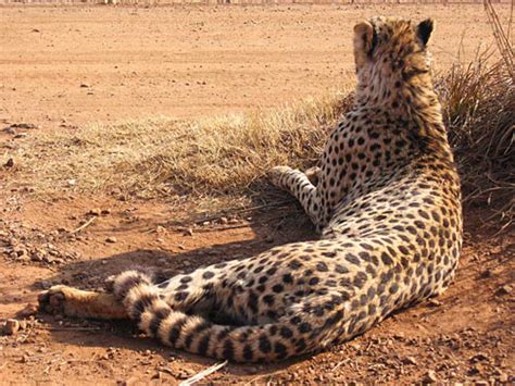 30 Amazing Cheetah Pictures for your Inspiration | Naldz Graphics
