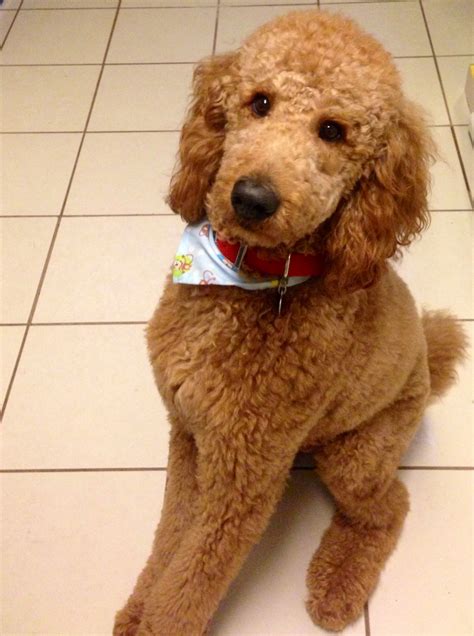 poodle cut hair 6