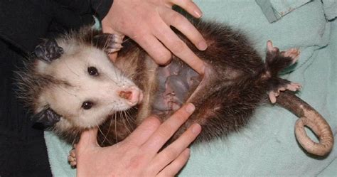 Opossum Pouch: Anatomy and Functionality Explained| Critter Stop