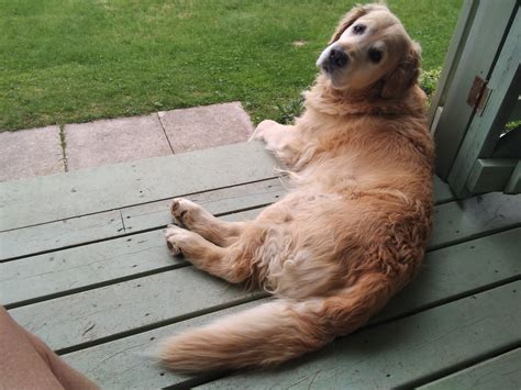 Cody has oral melanoma cancer | Golden Retriever Dog Forums