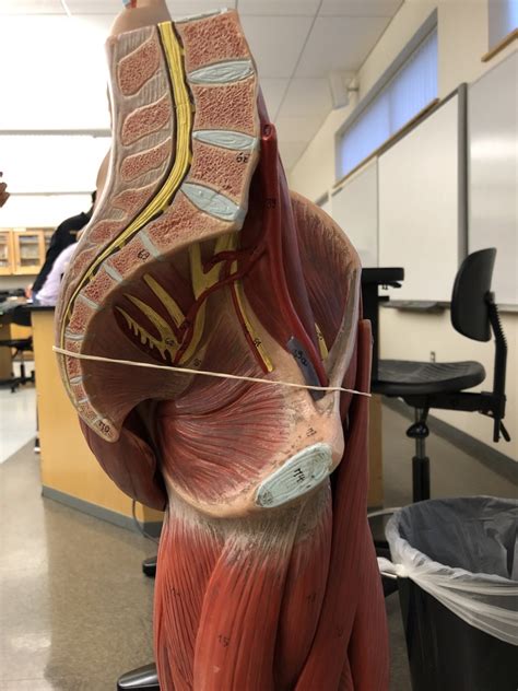 A&P II Lab Practical I: Blood Vessels of the Leg Diagram | Quizlet