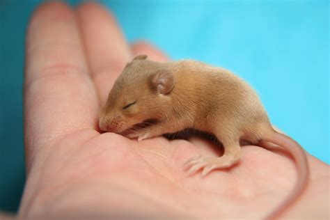 fotos gratis mano dulce raton animal linda pequena mamifero