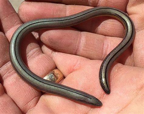 Legless Lizard — Channel Islands Restoration