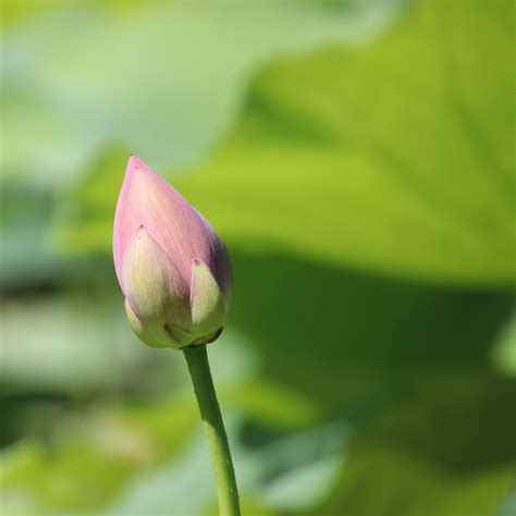 Lotus Fleur De - Photo gratuite sur Pixabay - Pixabay