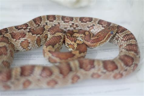 why is snake sick fast 4