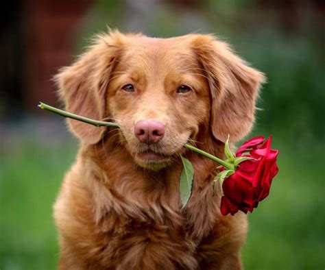 how do you say i love you to a dog