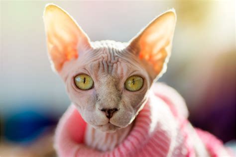 7 Things You Didn’t Know About The Sphynx Cat - That Cuddly Cat