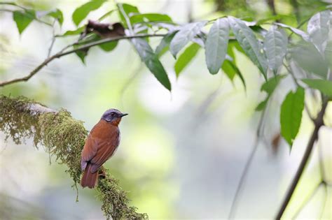 6 Best Places for Bird Photography in Africa - Nature TTL